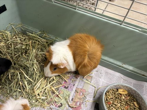 Bambino