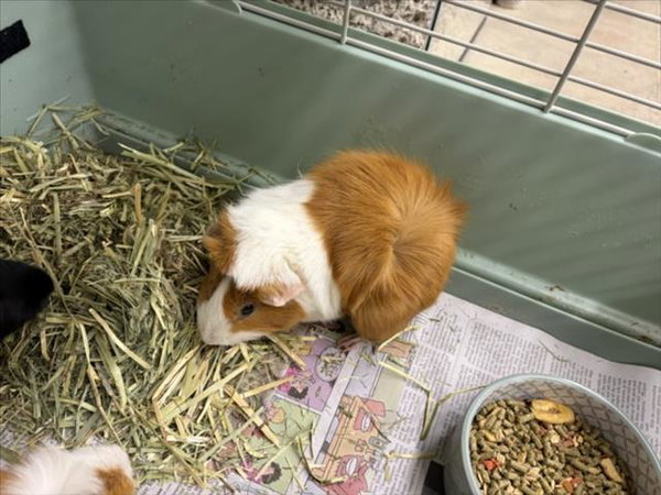 BAMBINO