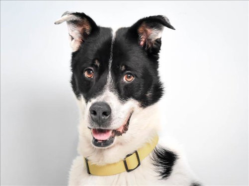 WATSON, an adoptable Australian Shepherd in Fort Collins, CO