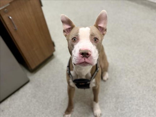 RAMBO, an adoptable Pit Bull Terrier in Fort Collins, CO