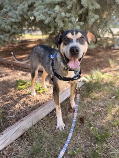 BUBBA, an adoptable Bluetick Coonhound in Fort Collins, CO