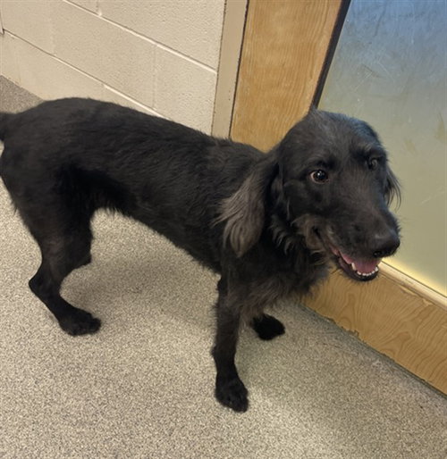 JANE, an adoptable Labrador Retriever in Fort Collins, CO