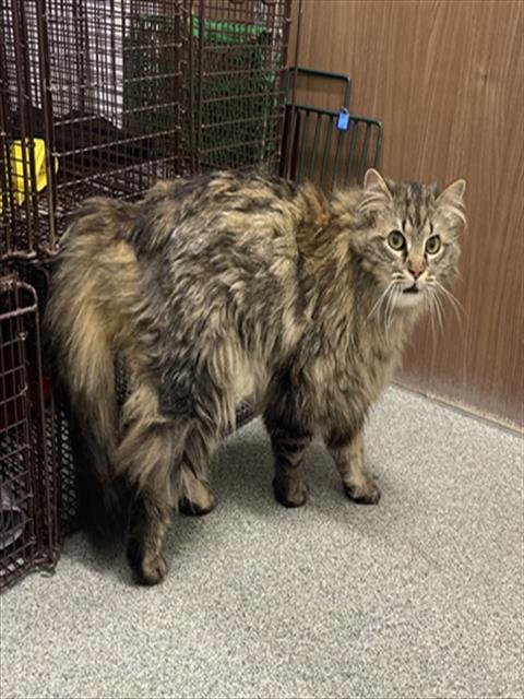 HATTIE, an adoptable Domestic Long Hair in Fort Collins, CO