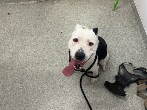 ANGUS, an adoptable Pit Bull Terrier in Fort Collins, CO