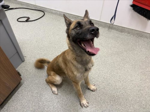 ASTRID, an adoptable Belgian Shepherd Malinois in Fort Collins, CO