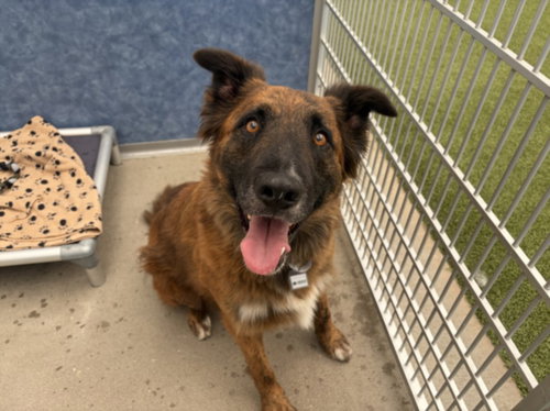 ATLAS, an adoptable German Shepherd Dog in Fort Collins, CO