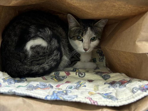 LITTLE GIRL, an adoptable Domestic Short Hair in Fort Collins, CO