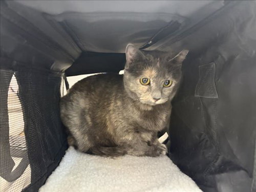 ANNIE, an adoptable Domestic Short Hair in Fort Collins, CO