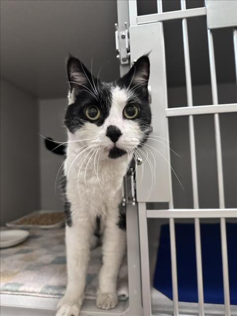 DOMINO, an adoptable Domestic Short Hair in Fort Collins, CO