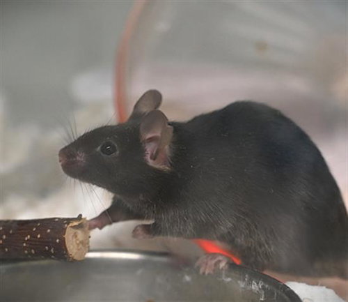 MUENSTER, a mouse for adoption from Larimer Humane Society