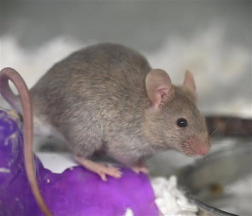 RICOTTA, a mouse for adoption from Larimer Humane Society