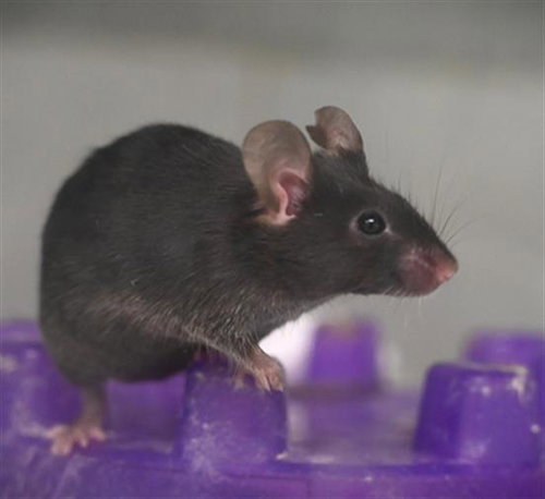 CAMEMBERT, a mouse for adoption from Larimer Humane Society