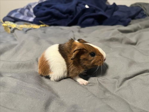 Butterfinger
