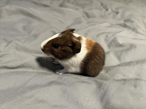 Klondike