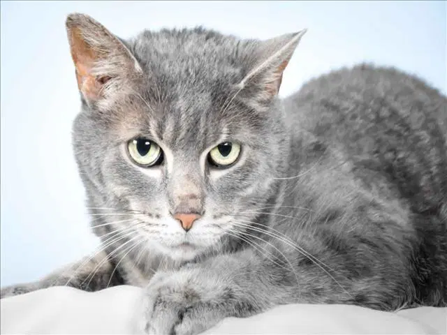 Cricket - Domestic Short Hair
