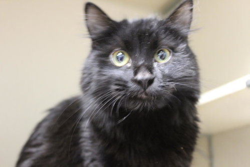 SIRIUS