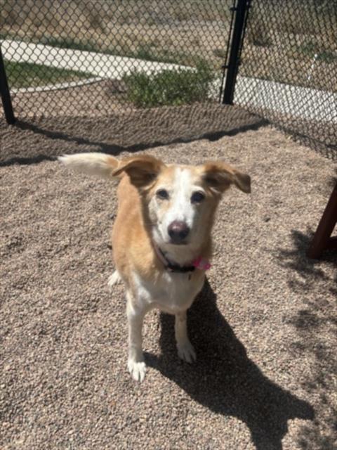 DAISY, an adoptable Border Collie in Fort Collins, CO