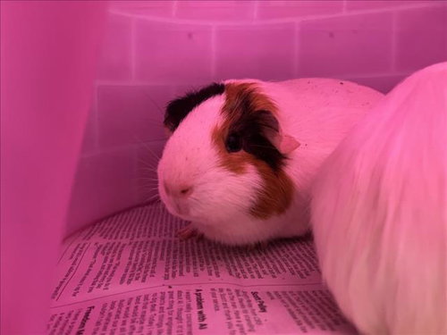 Rumi