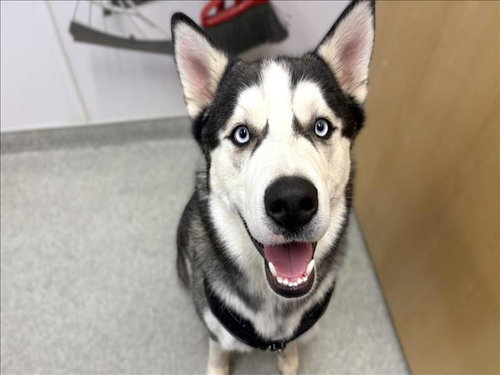 Zeus