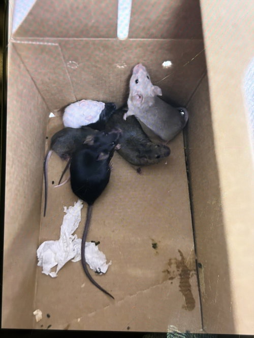 SWISS, a mouse for adoption from Larimer Humane Society