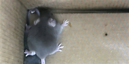 HAVARTI, a mouse for adoption from Larimer Humane Society