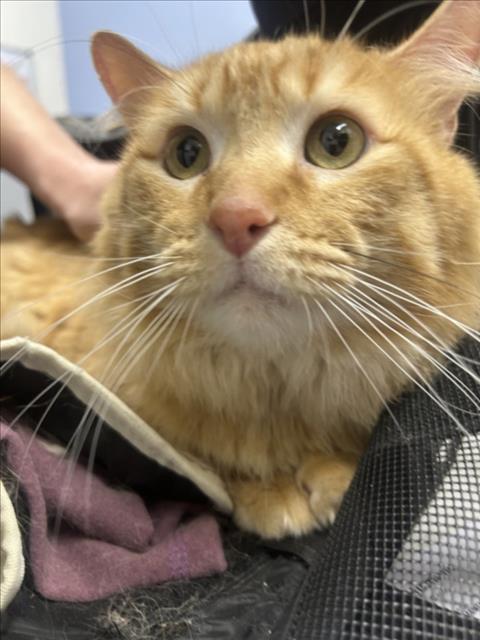 Archie