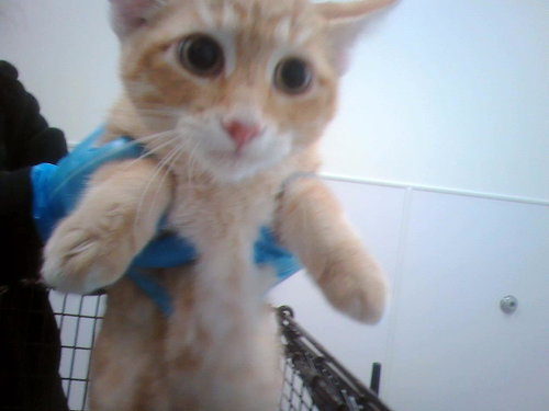 Garfield