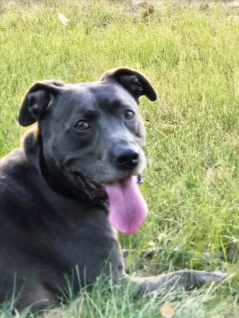 Loki - Pit Bull Terrier
