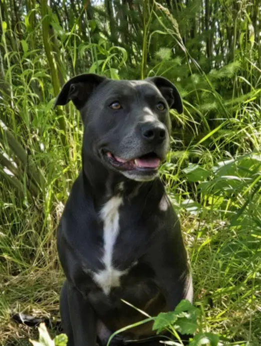 Loki - Pit Bull Terrier