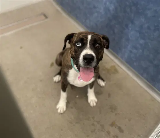 Kawai - Boxer