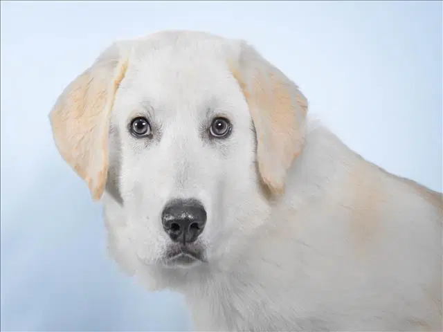 Fir - Great Pyrenees