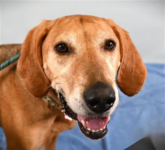Sophie - Black and Tan Coonhound