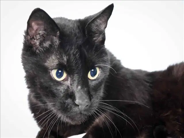 Eduardo - Domestic Short Hair
