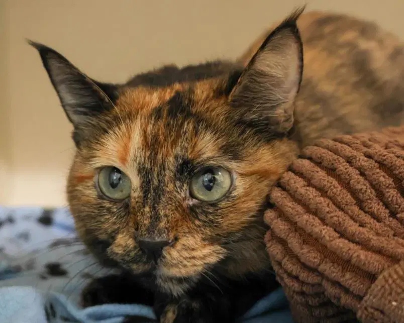 Romie - Domestic Short Hair