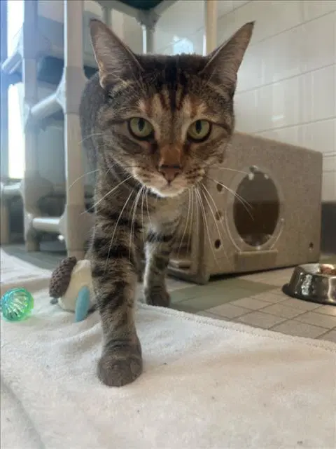 Cheesecake - Domestic Short Hair