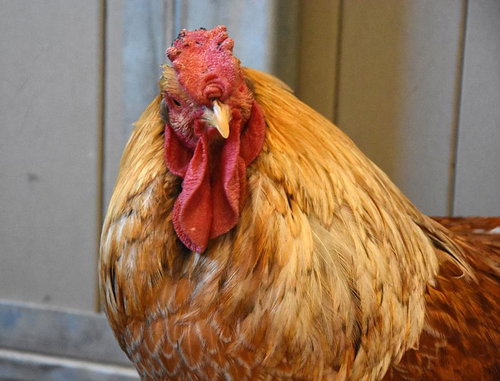 MIDAS, a poultry for adoption from Larimer Humane Society