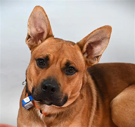 Kodiak - Pit Bull Terrier