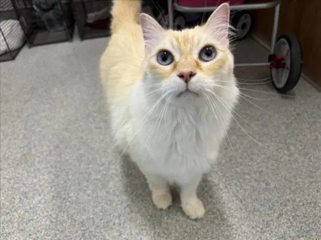 Simba - Domestic Medium Hair