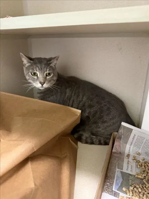 Kitty - American Shorthair
