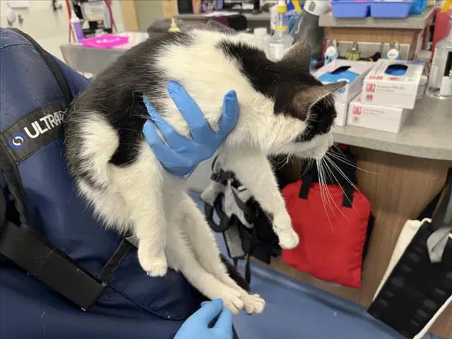 Lucky Star - Domestic Short Hair
