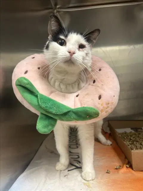 Lucky Star - Domestic Short Hair