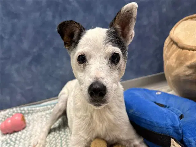 May Bell - Jack Russell Terrier (Parson Russell Terrier)