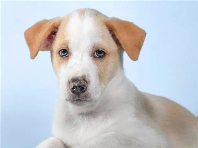 Blondie - Australian Cattle Dog/Blue Heeler