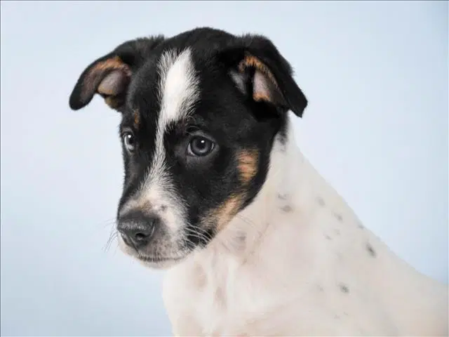 Trusty - Australian Cattle Dog/Blue Heeler