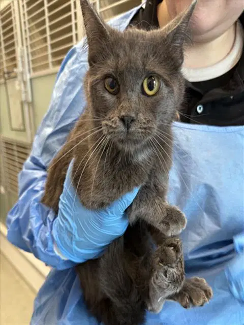 Taffy - Domestic Short Hair