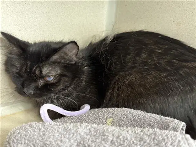 Petunia - Domestic Medium Hair