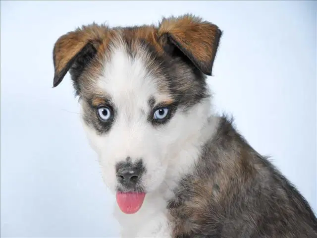 Chow Mein - Siberian Husky