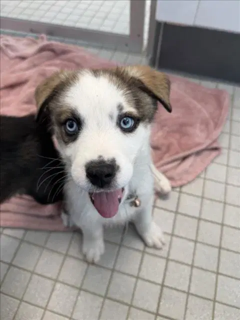 Chow Mein - Siberian Husky