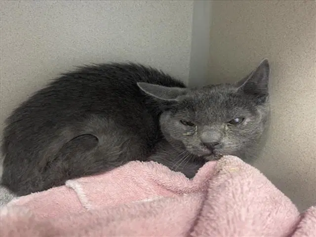 Melon - Domestic Short Hair