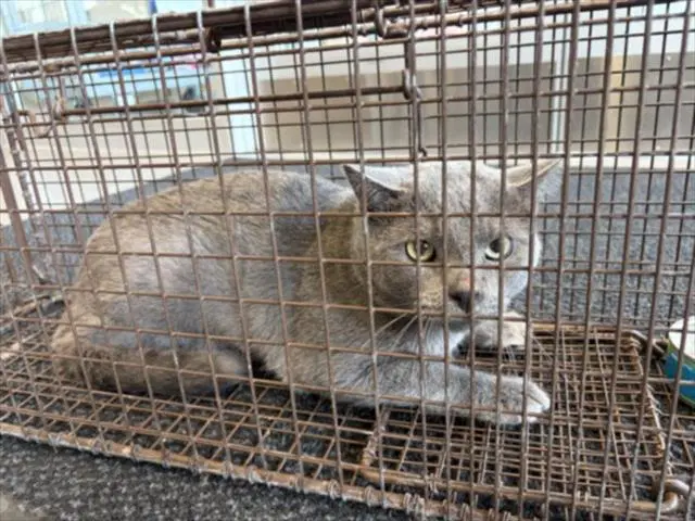 Poe - American Shorthair
